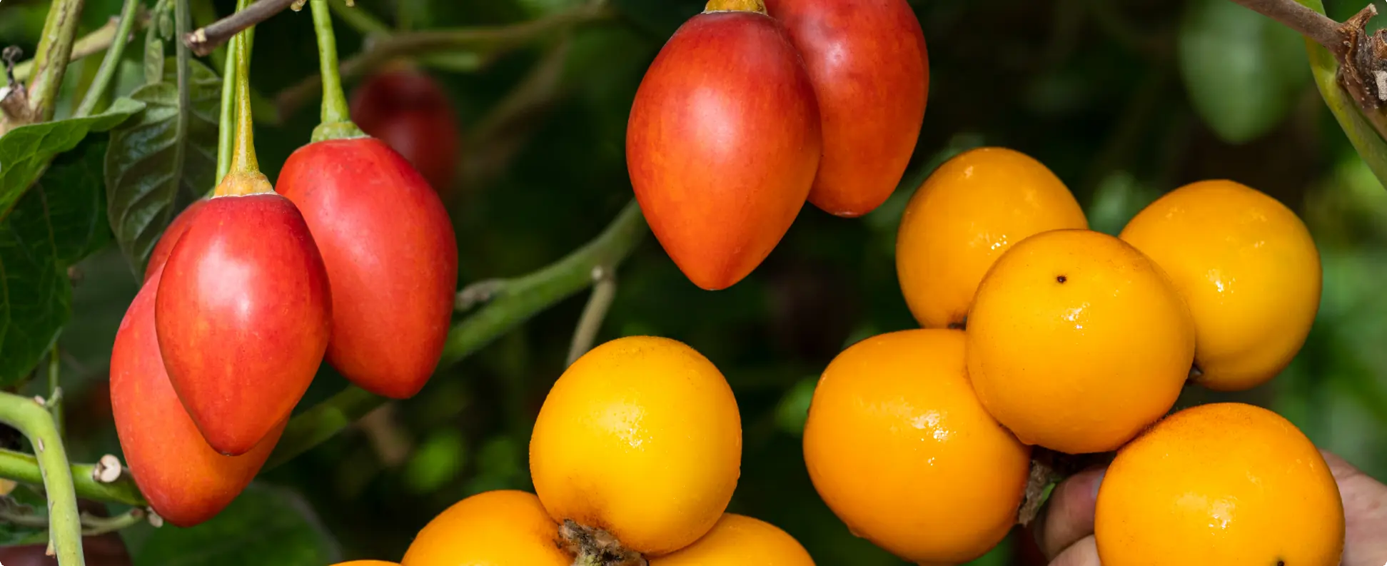 fondo tomates de arbol